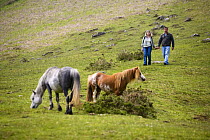 Semi-feral Welsh Mountain Ponies and couple walking in the Vale of Ewyas, Brecon Beacons National Park, Powys, Wales