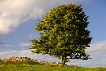 Tree and dry stone wall on Explorer Walk 12 in the Cotswolds, UK