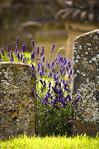 Lavender growing between old gravestones in Burford churchyard, Burford, Oxfordshire, UK