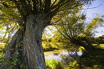 Willow (Salix sp) trees along the River Evenlode, Bledington, Oxfordshire, UK
