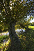 Willow (Salix sp) trees along the River Evenlode, Bledington, Oxfordshire, UK