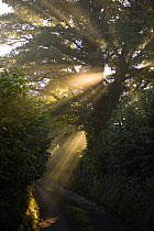 Rays of sunlight shining through trees to country road at Edge, near Painswick, Cotswolds, UK