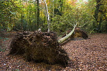Beech trees (Fagus sylvatica) uprooted during a storm, Cotswolds Commons & Beech Woods National Nature Reserve, UK