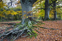 Autumnal Beech (Fagus sylvatica) woodland, Gloucestershire, UK