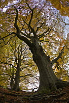 Looking up at autumnal Beech Woodland (Fagus sylvatica), Gloucestershire, UK