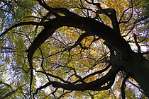 Looking up to canopy of Beech Woodland (Fagus sylvatica), Gloucestershire, UK