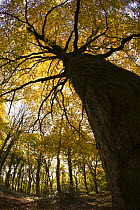 Looking up at autumnal Beech Woodland canopy (Fagus sylvatica) Gloucestershire, UK