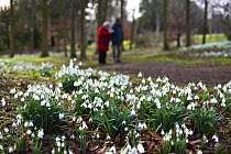 Snowdrops at Colesbourne Park Estate, with couple in background, Gloucestershire, UK