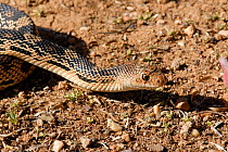 Pine gopher snake {Pituophis melanoleucus} captive, from North America