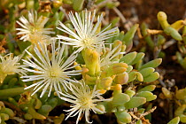 Succulent plant in flower, Little Karoo, South Africa