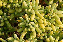 Close up of leaves of succulent plant, Little Karoo, South Africa