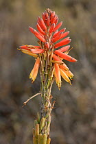 Aloe flower {Aloe perfoliata} Table Mountain, South Africa