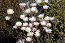 Everlasting flower {Syncarpha vestita} Table Mountain, South Africa