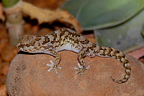 Marico thick-toed gecko {Pachydactylus mariquensis} Little Karoo, South Africa