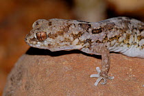 Marico thick-toed gecko {Pachydactylus mariquensis} Little Karoo, South Africa