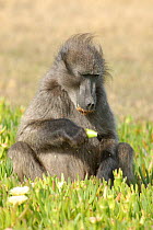 Chacma baboon {Papio ursinus} feeding on succulent plant {Aridaria splendens} DeHoop Nature Reserve, Western Cape, South Africa