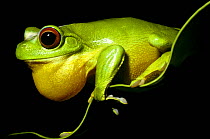 Red-eyed tree frog (Litoria chloris) male with inflated throat sac, calling at night. Queensland, Australia
