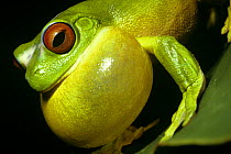 Red-eyed tree frog (Litoria chloris) male with inflated throat sac, calling at night. Queensland, Australia