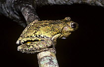 Perons rock / tree frog (Litoria peronii) on a branch at night, Queensland, Australia