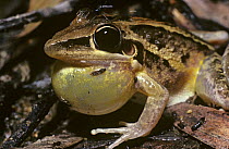 Rocket frog (Litoria nasuta) with inflated throat sac, calling. A mosquito is sitting on its head. Queensland, Australia. Rocket frogs can jump 4m (over 100 times their own body length). They would wi...