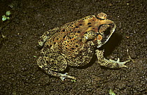 Black-spined toad (Bufo melanostictus) on the ground at night, Java