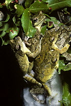 Group of Coast foam-nesting tree frogs (Chiromantis xerampelina) making their nest at night, South Africa