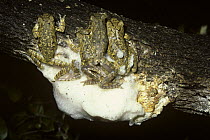 Group of Coast foam-nesting tree frogs (Chiromantis xerampelina) making their nest at night, South Africa