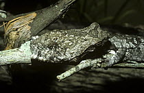 Coast foam-nesting tree frog (Chiromantis xerampelina) camouflaged against a dead tree, South Africa