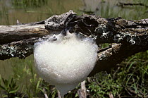Coast foam-nesting tree frog (Chiromantis xerampelina) camouflaged against a dead tree, beside its foam nest, South Africa