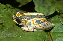 Marbled reed frog (Hyperolius marmoratus) on a leaf, South Africa