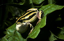 Marbled reed frog (Hyperolius marmoratus) male with inflated throat sac, calling at night. South Africa