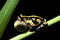 Marbled reed frog (Hyperolius marmoratus) male with inflated throat sac, calling at night. South Africa