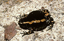 Red banded rubber frog (Phrynomerus bifasciatus) on the ground in the South African savanna
