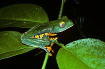 Barred / Splendid leaf frog (probably Cruziohyla sylviae, formerly Cruziohyla calcarifer) walking accross a torn leaf in the rainforests of Costa Rica