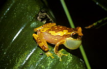 Variegated tree frog (Hyla ebraccata) male with inflated throat sac, calling at night. Costa Rica