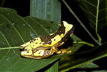 Variegated tree frog (Hyla ebraccata) in typical daytime resting pose on a leaf, Costa Rica