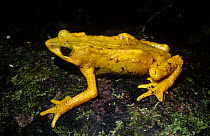 Yellow harlequin frog (Atelopus oxyrhynchus), a diurnal species in the rainforests of Venezuela, Critically endangered species