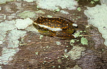 Red spotted reed frog (Hyperolius rubrovermiculatus) on lichen-covered log in the Shimba Hills, Kenya