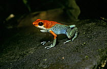 Granular / Red and green poison-arrow frog (Dendrobates granuliferus) in the rainforest of Costa Rica