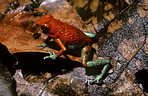 Granular / Red and green poison-arrow frog (Dendrobates granuliferus) amongst leaf litter in the rainforest of Costa Rica