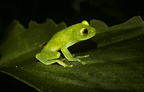 Fleischmann's glass frog (Centrolenella / Hyalinobatrachium fleischmanni) in daytime resting pose in cloud forest, Panama
