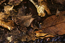 Dead-leaf toad (Bufo typhonius) well camouflaged on the rainforest floor, Panama