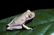 Map tree frog (Hyla geographica) of juvenile colour form, on a leaf in the Atlantic coast rainforests of Brazil