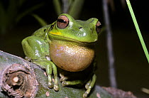 Andean tree frog (Hyla pulchella) with throat sac inflated, at an altitude of 3400m in the Bolivian Andes