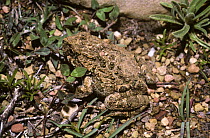 Andean stone frog (Pleurodema marmorata) camouflaged against stony ground, at an altitude of 3800m in the Andes, Bolivia