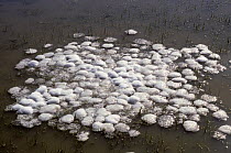 Andean foam-nest frog (Pleurodema cinerea), foam nests in a temporary seasonal pool at an altitide of 4000m in the Bolivian Andes