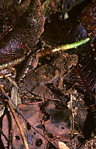 Rough backed frog (Mantidactylus asper) camouflaged amongst dead leaves on the rainforest floor, Madagascar