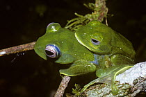 Green cascade frogs (Boophis luteus) in amplexus on a tree branch in the rainforests of Madagascar