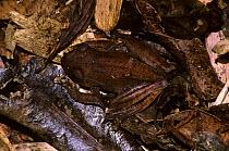 Leaf-litter / Dead leaf frog (Boophis madagascariensis) well camouflaged on the rainforest floor, Madagascar