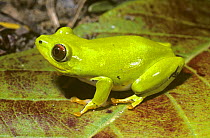 Boettgers tree frog (Heterixalus boettgeri) on a leaf, Madagascar